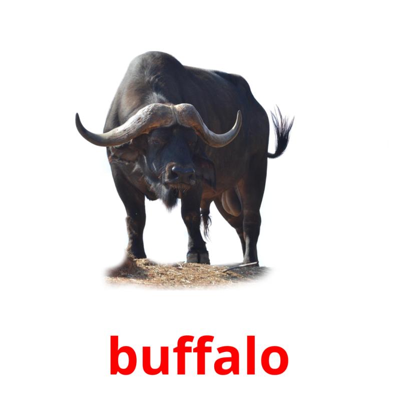 buffalo Tarjetas didacticas