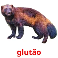 glutão picture flashcards