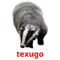 texugo picture flashcards