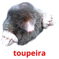 toupeira picture flashcards