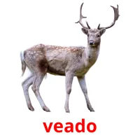 veado picture flashcards