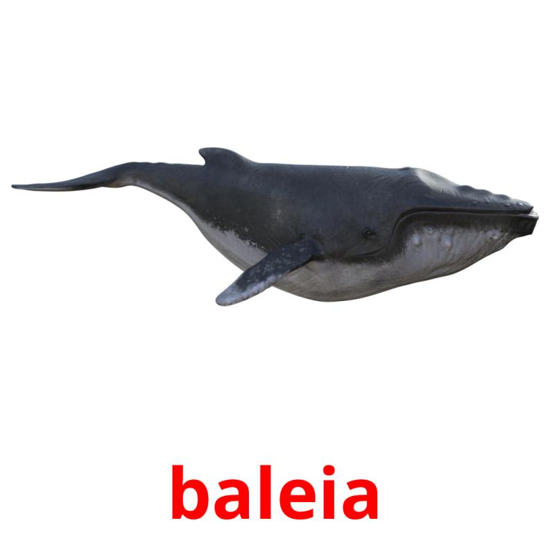 baleia Tarjetas didacticas