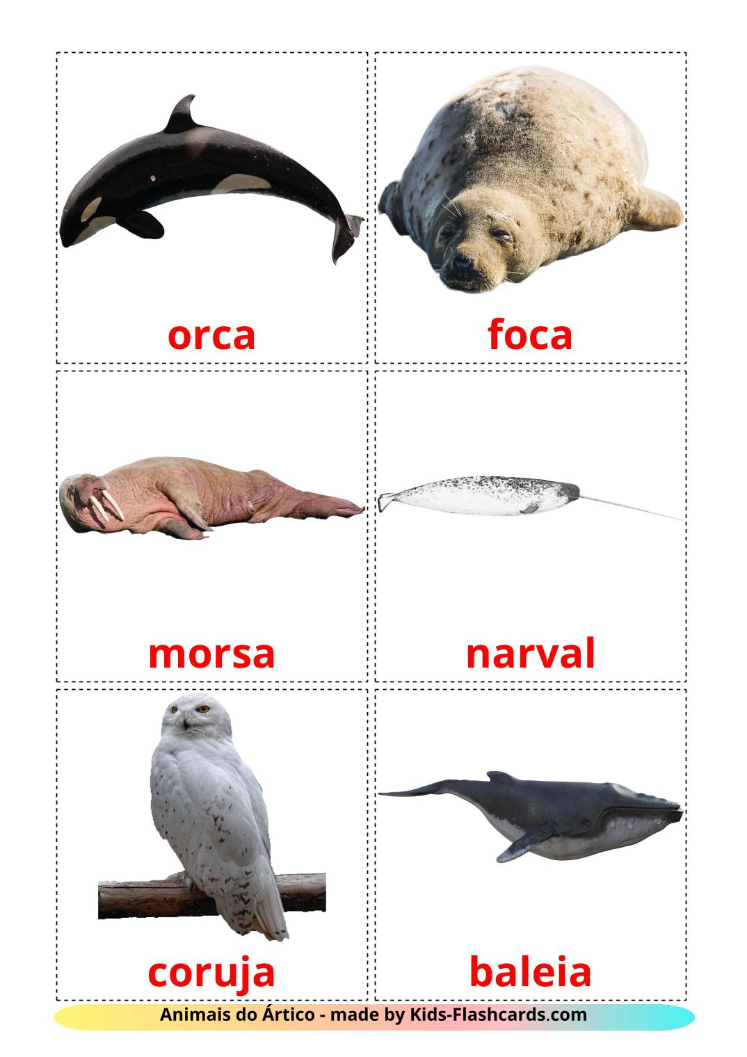 Arctic animals - 14 Free Printable portuguese Flashcards 