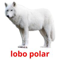 lobo polar picture flashcards