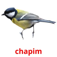 chapim ansichtkaarten