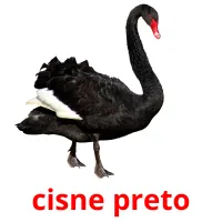 cisne preto cartões com imagens