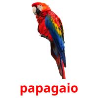 papagaio card for translate