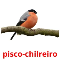 pisco-chilreiro cartões com imagens