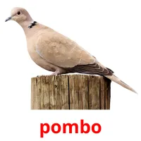 pombo cartões com imagens