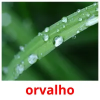 orvalho cartões com imagens