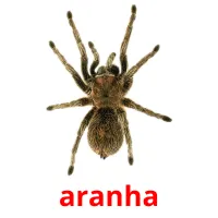 aranha cartões com imagens