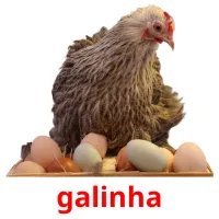 galinha cartões com imagens