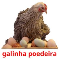 galinha poedeira flashcards illustrate