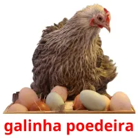 galinha poedeira cartões com imagens