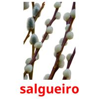 salgueiro карточки энциклопедических знаний