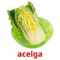 acelga Tarjetas didacticas