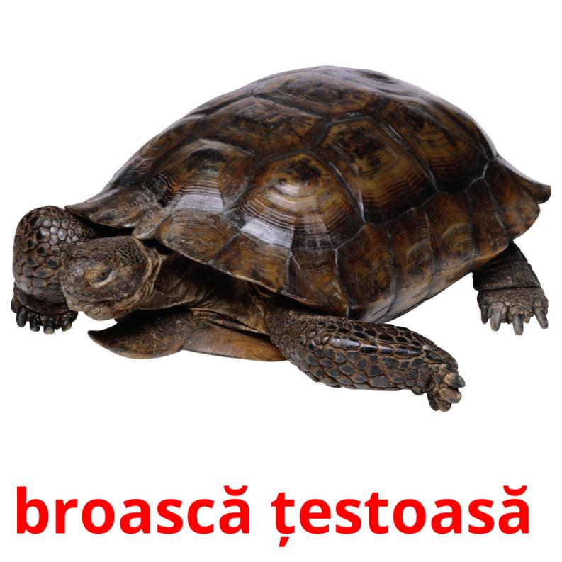 broască țestoasă  карточки энциклопедических знаний