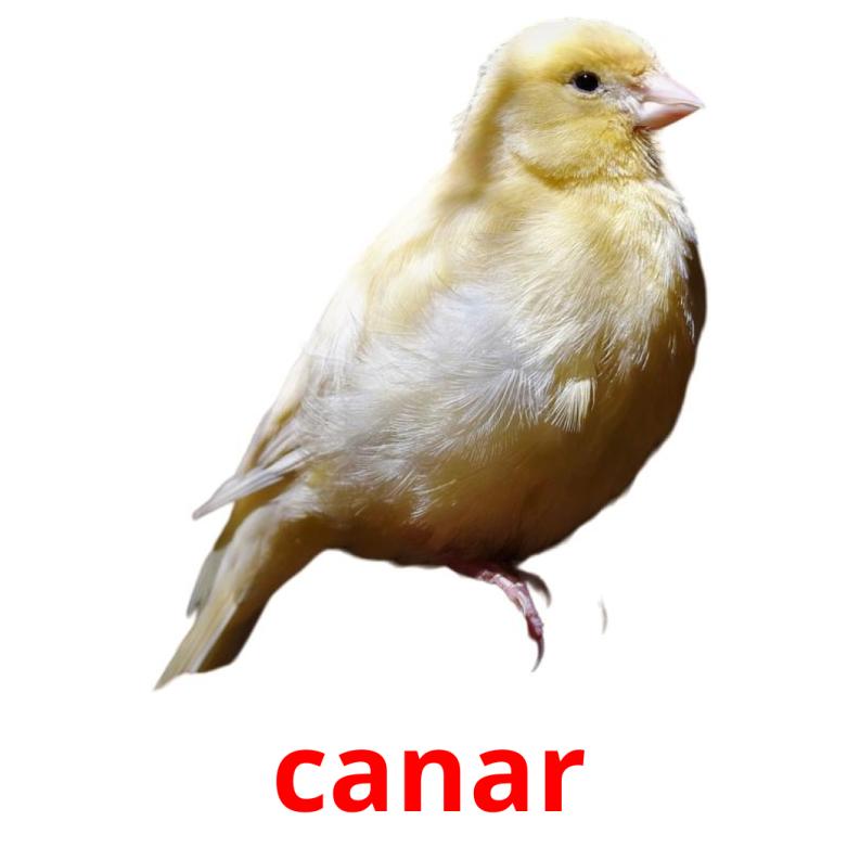 canar picture flashcards