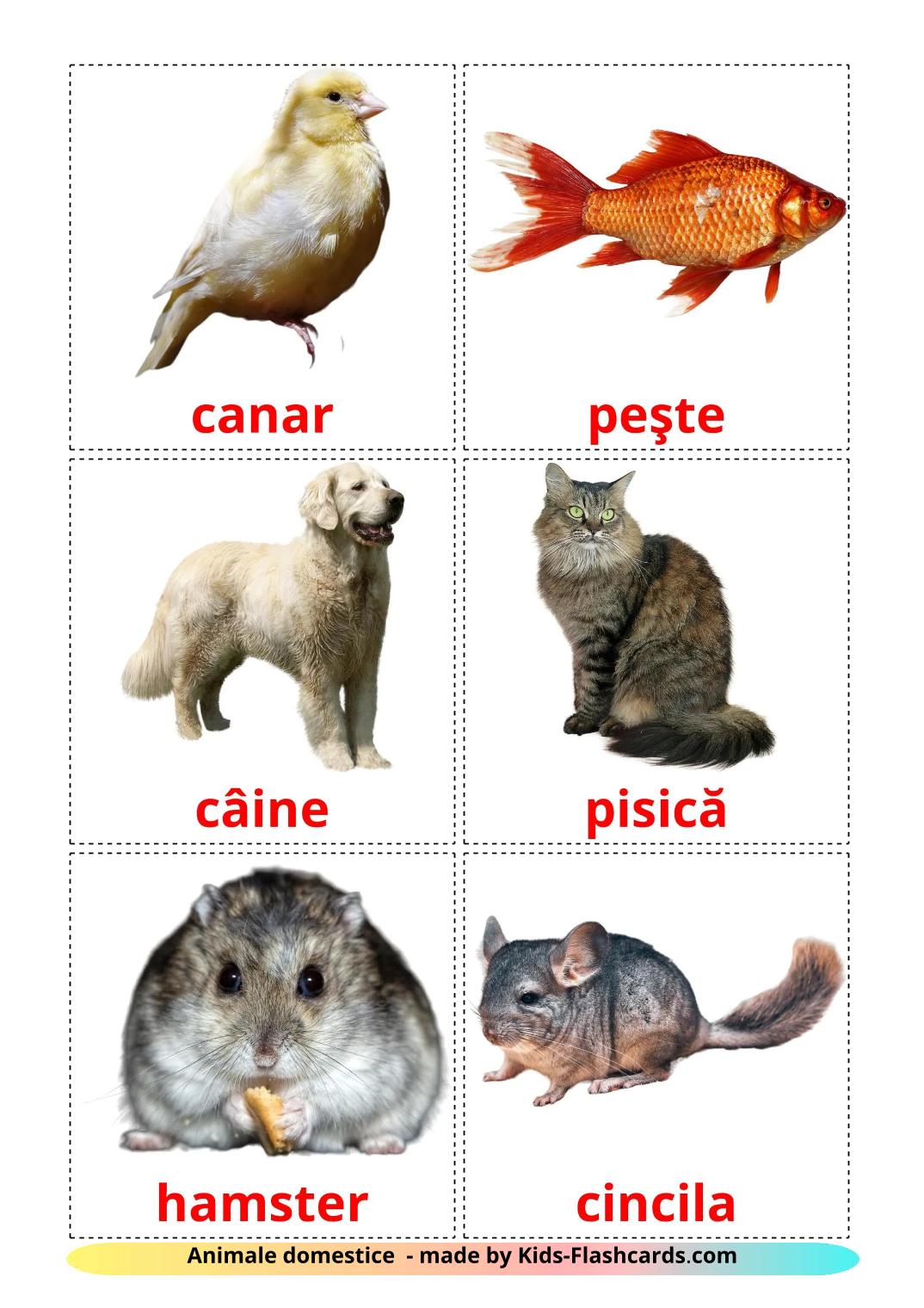 Animais Domésticos  - 11 Flashcards romenoes gratuitos para impressão