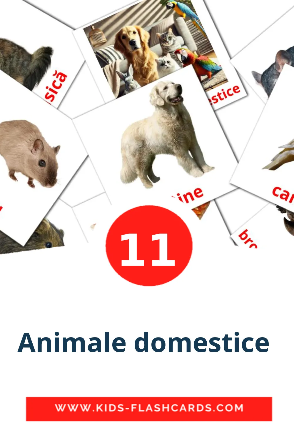 11 Cartões com Imagens de Animale domestice  para Jardim de Infância em romeno