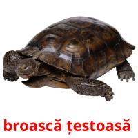 broască țestoasă  Bildkarteikarten