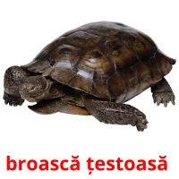 broască țestoasă  cartões com imagens