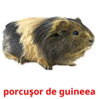 porcuşor de guineea cartões com imagens