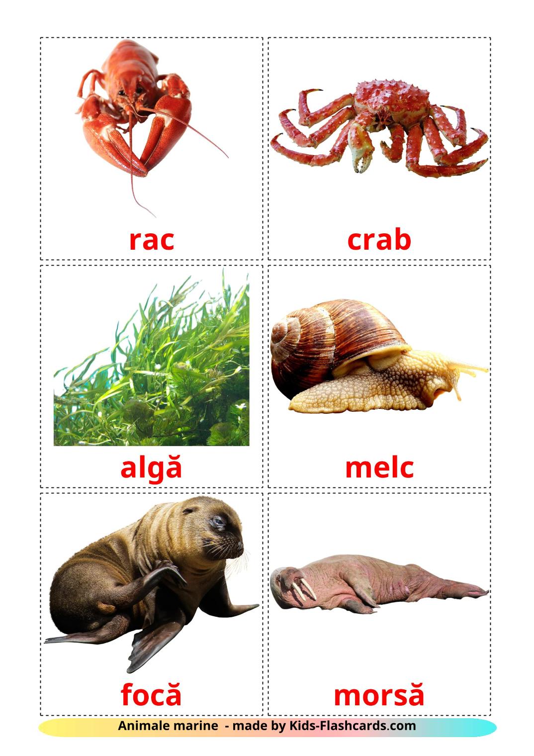 Sea animals - 29 Free Printable romanian Flashcards 