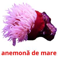 anemonă de mare flashcards illustrate