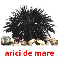 arici de mare cartes flash