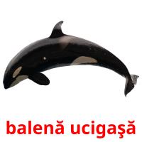 balenă ucigaşă flashcards illustrate
