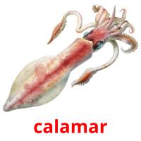 calamar flashcards illustrate