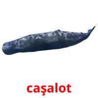 caşalot picture flashcards