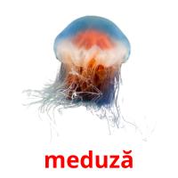 meduză cartões com imagens