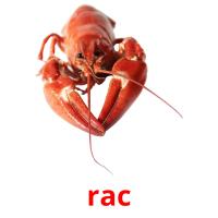 rac picture flashcards