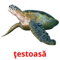 ţestoasă flashcards illustrate
