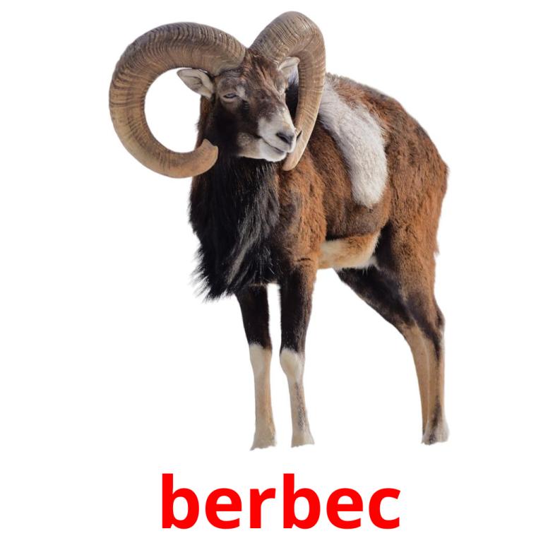 berbec picture flashcards