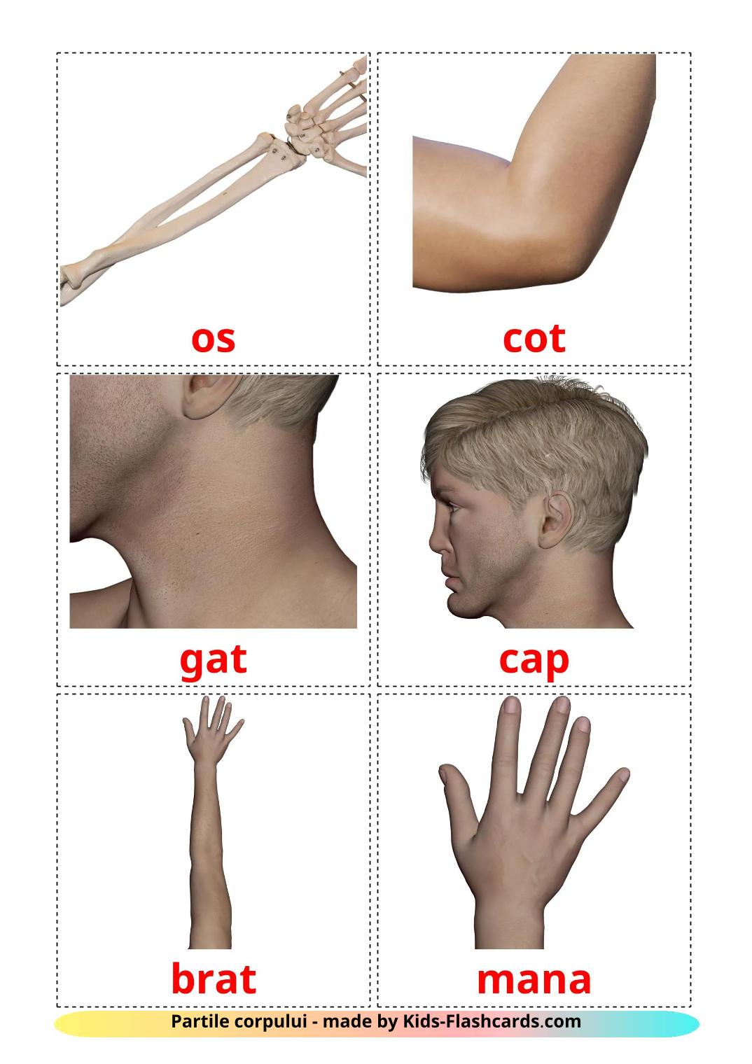 Body Parts - 26 Free Printable romanian Flashcards 