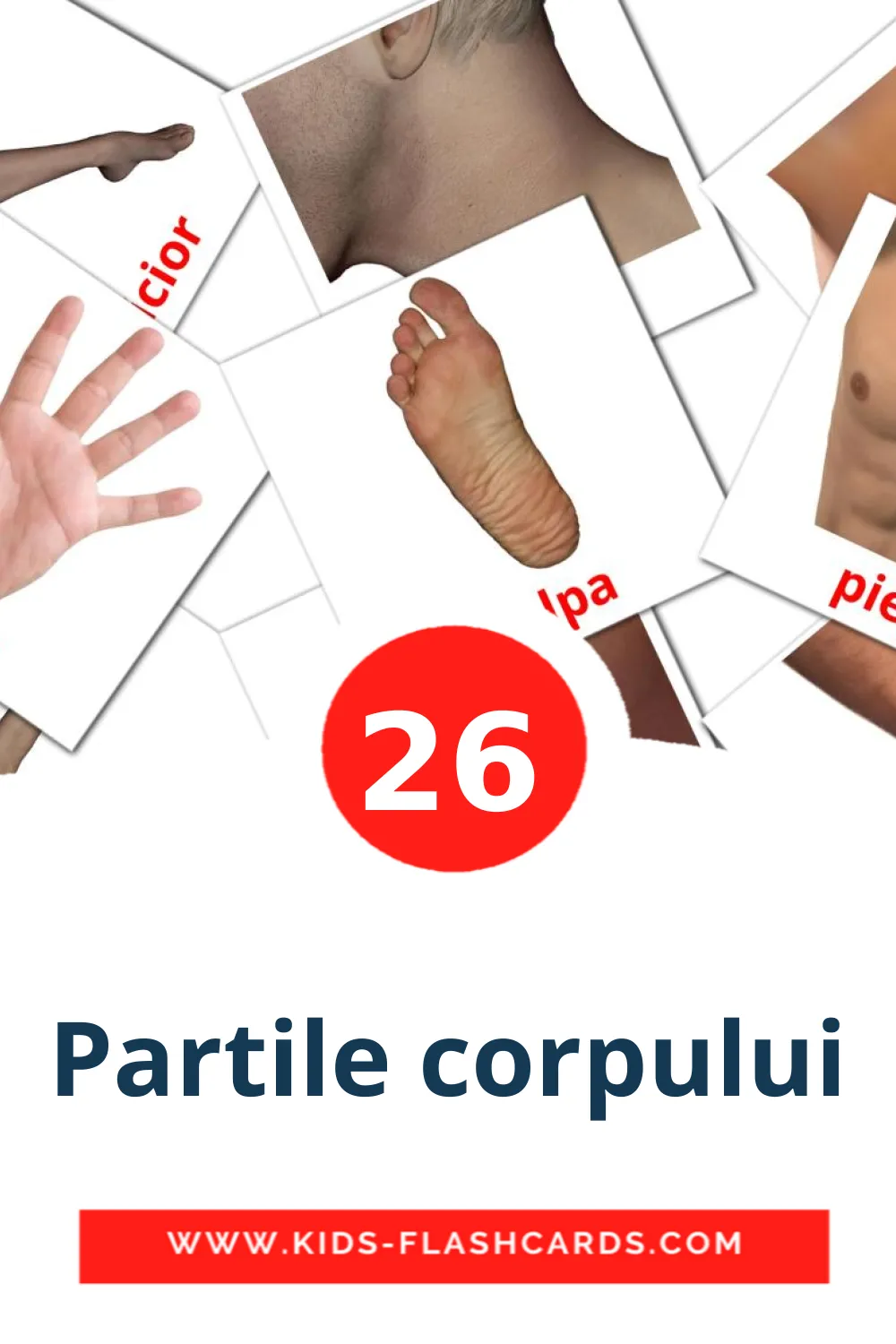 26 Partile corpului Picture Cards for Kindergarden in romanian