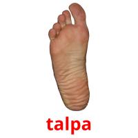 talpa picture flashcards
