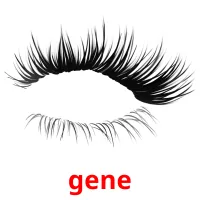 gene picture flashcards