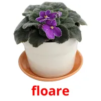 floare Bildkarteikarten