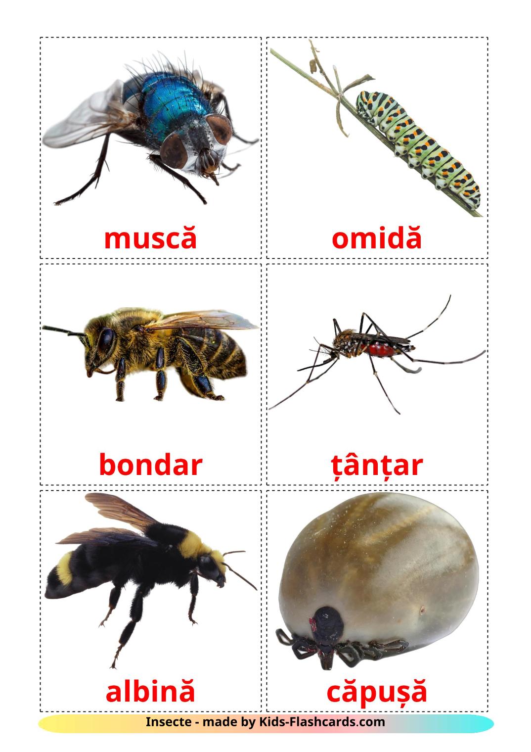 Insects - 23 Free Printable romanian Flashcards 