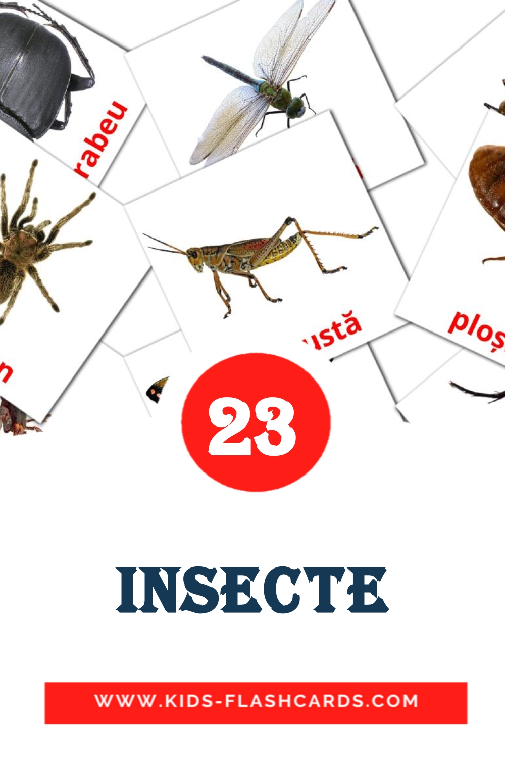 23 Insecte Picture Cards for Kindergarden in romanian