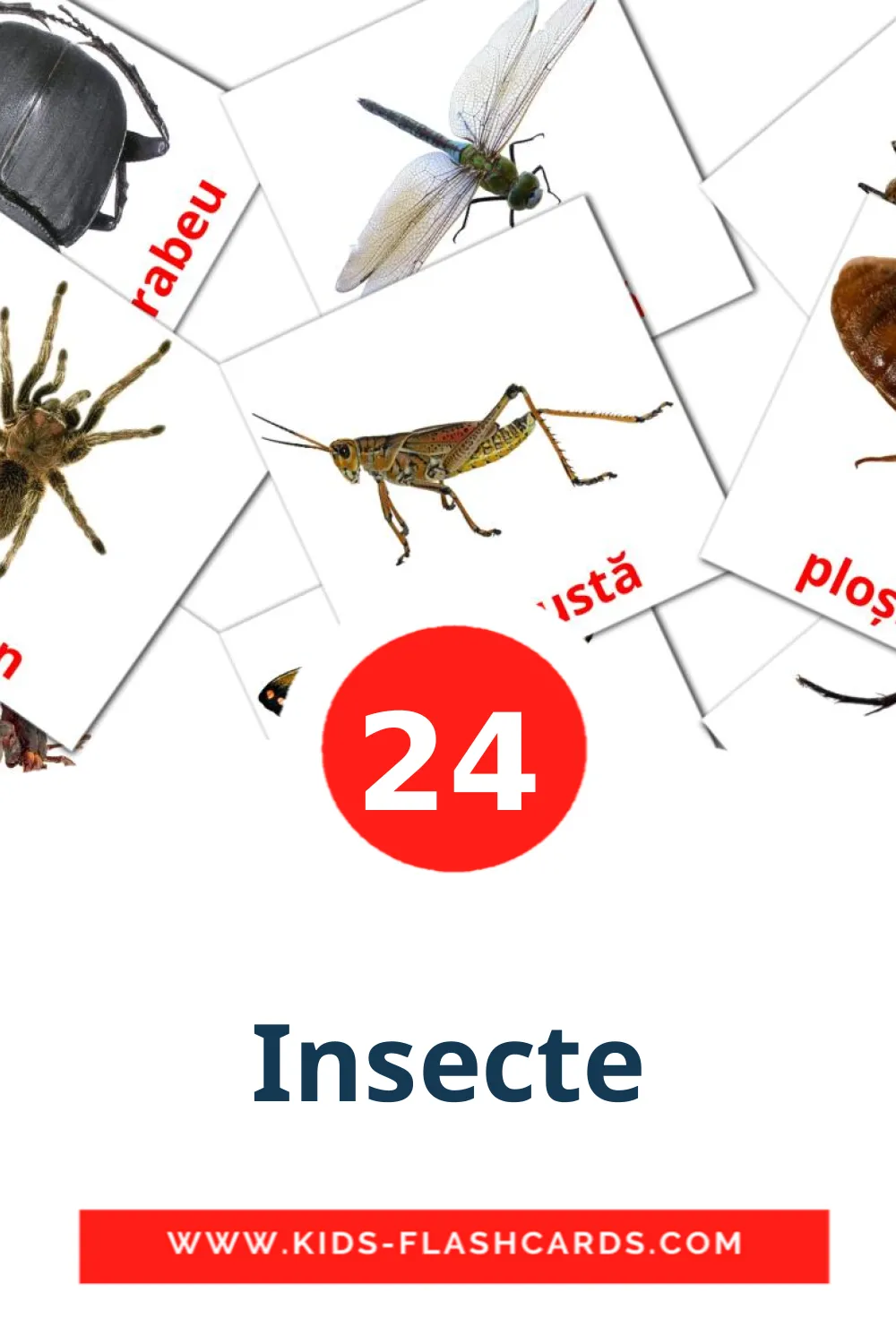 24 carte illustrate di Insecte per la scuola materna in rumeno