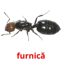 furnică flashcards illustrate