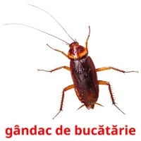 gândac de bucătărie flashcards illustrate