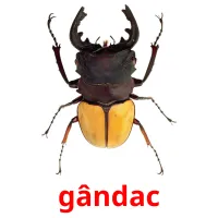 gândac flashcards illustrate