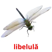 libelulă flashcards illustrate