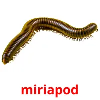 miriapod flashcards illustrate